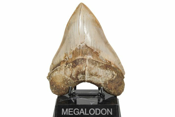 Serrated, Fossil Megalodon Tooth - Indonesia #208766
